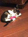 Phoebe