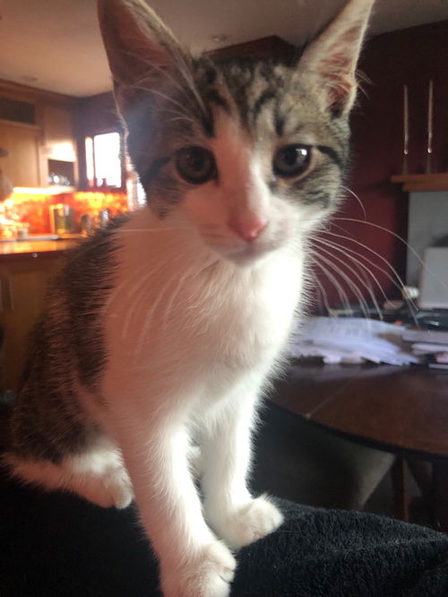 Sasha Fierce