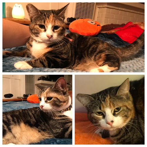 Daphne