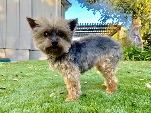 Annie (Tuli)