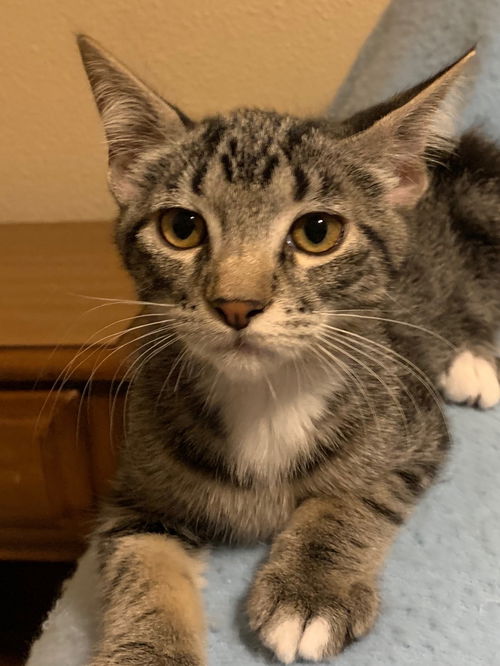 Peanut