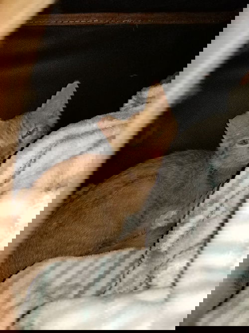 Tails