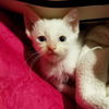 Tavish