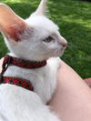 Tavish