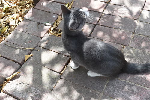 Leonard