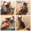 Mimi