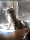 Aurelious (a.k.a Ari)