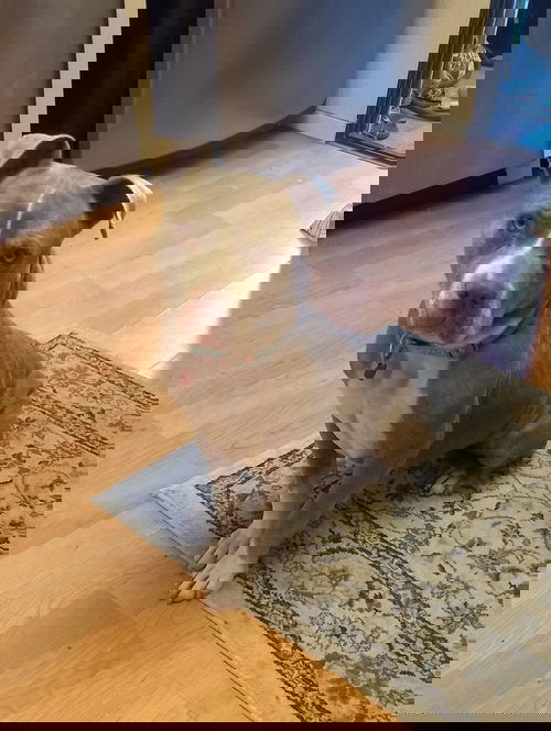 Disco