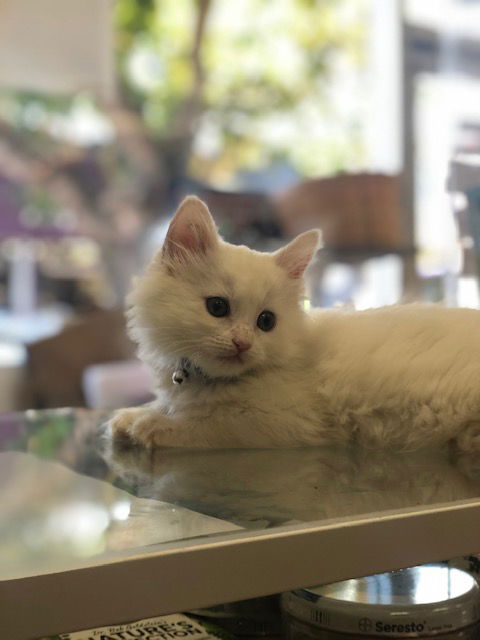Yeti