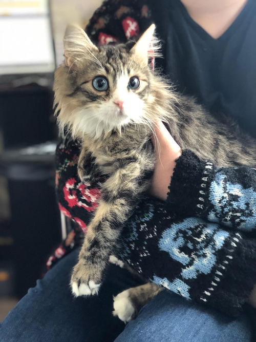 Kovu