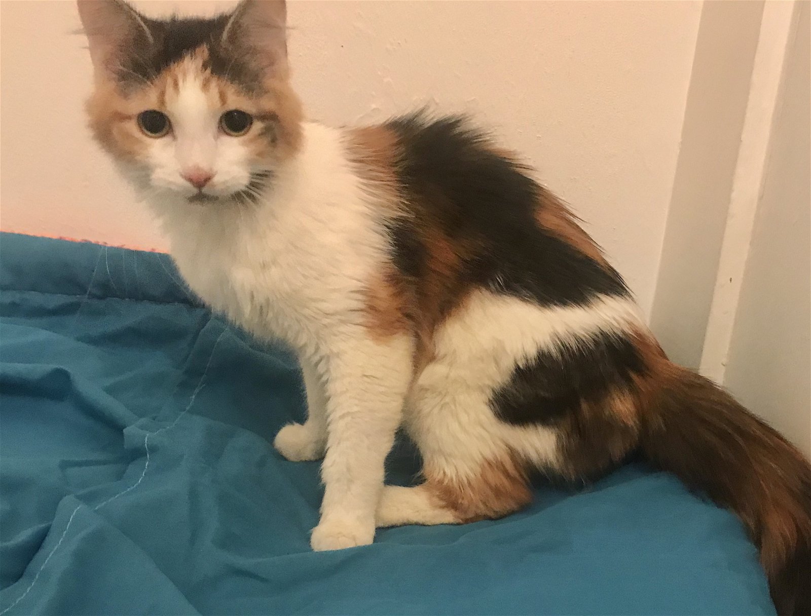 adoptable Cat in Campbell, CA named Flower