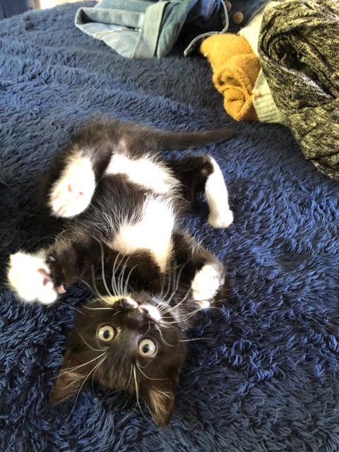 Gidget