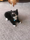 Gidget