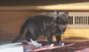 Gidget