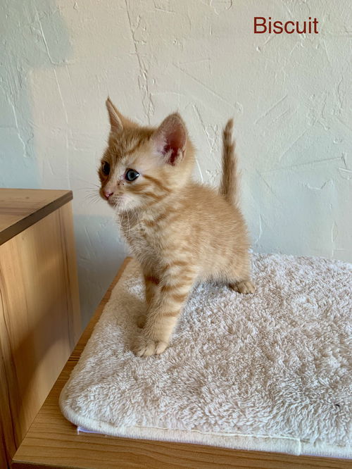 Biscuit