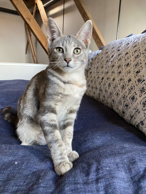 Stella