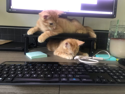 Clementine and Cara (pair)