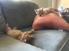 Clementine and Cara (pair)