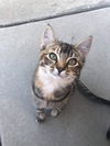 Rosie