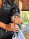 Shirley