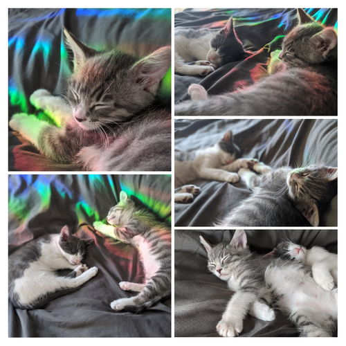 Spot & Casper (pair)