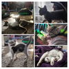Spot & Casper (pair)