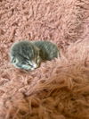 Spot & Casper (pair)