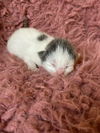 Spot & Casper (pair)