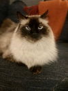Sammie