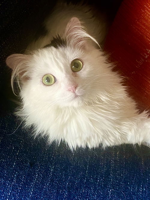 Finn