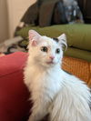 Finn