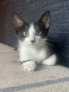 Chaplin