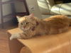 Honey Bear