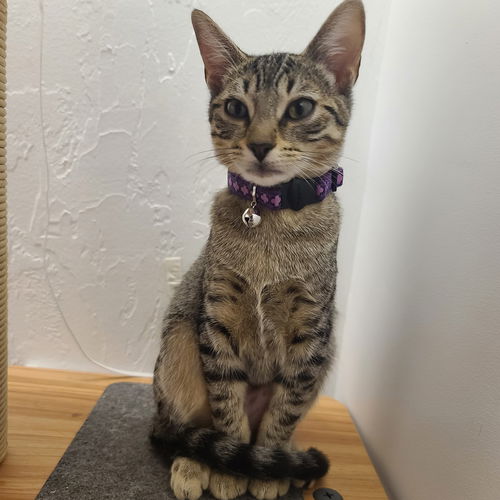 Violet