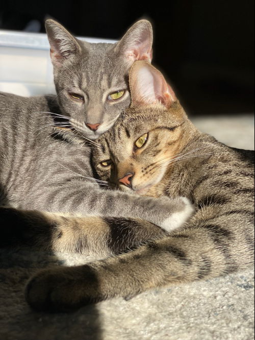Jimson (& Lilac)