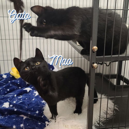 Gato & Mao