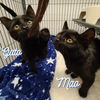 Gato & Mao