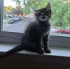 Minnow & Guppy