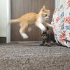 Minnow & Guppy