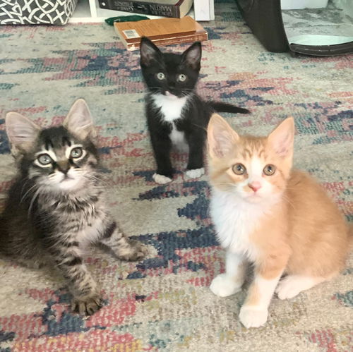 Minnow & Guppy