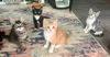 Guppy (and Minnow)