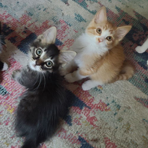 Guppy (and Minnow)
