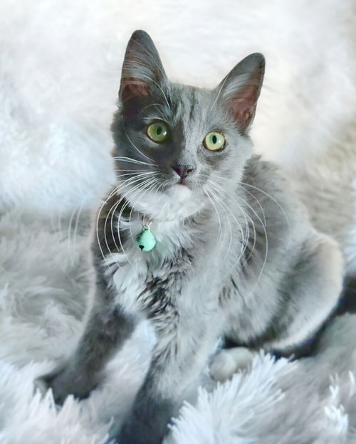 Joni