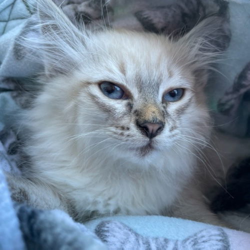 Maya