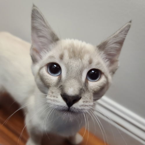 Gus