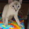 Willow