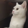 Blanca