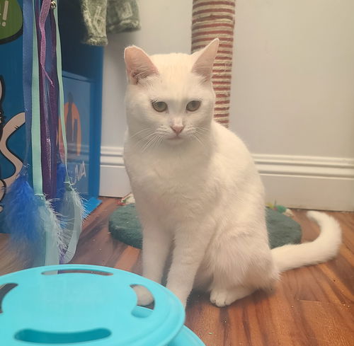 Blanca