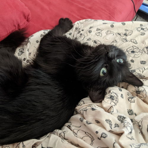 Kiki