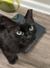 Kiki